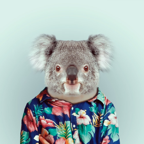 Koala by Yago Partal