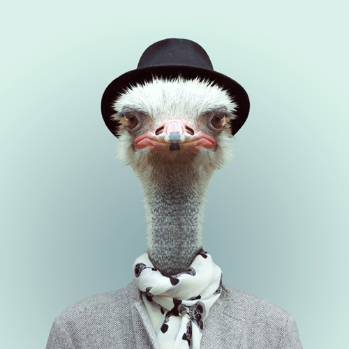Ostrich by Yago Partal